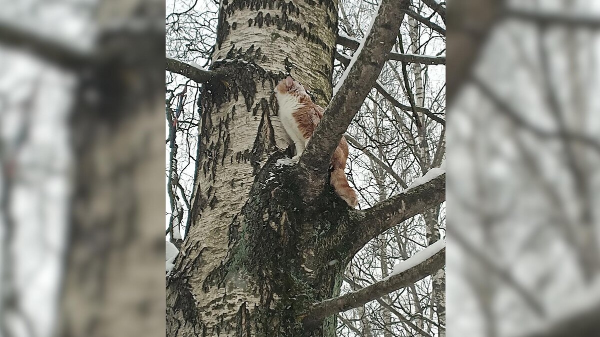    Фото: vk.com/koshkispas