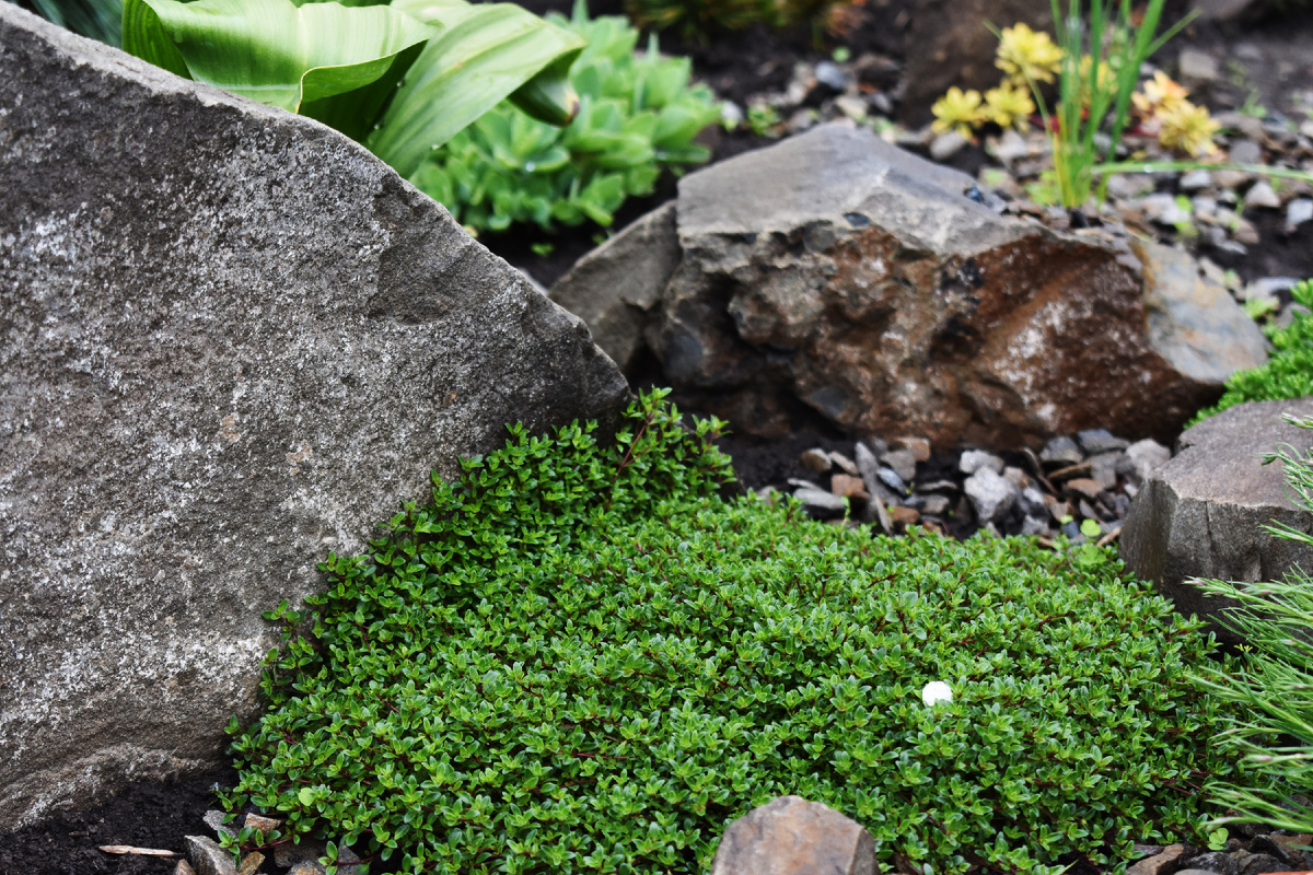 Тимьян ранний `Coccineus` и камни