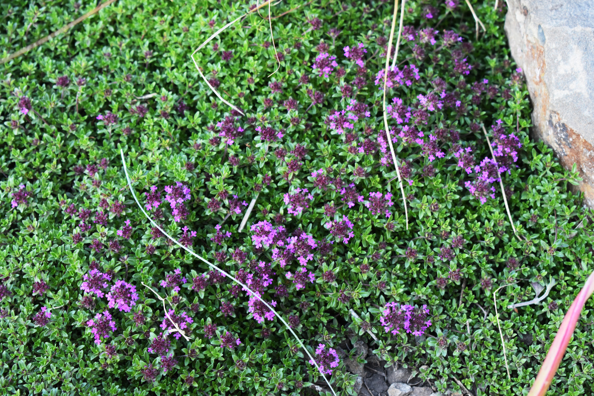 Тимьян ранний `Coccineus` 