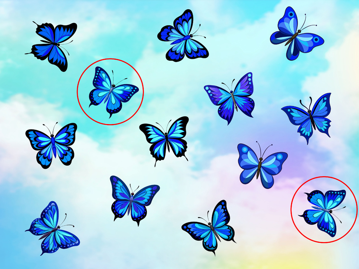 А вот и они!