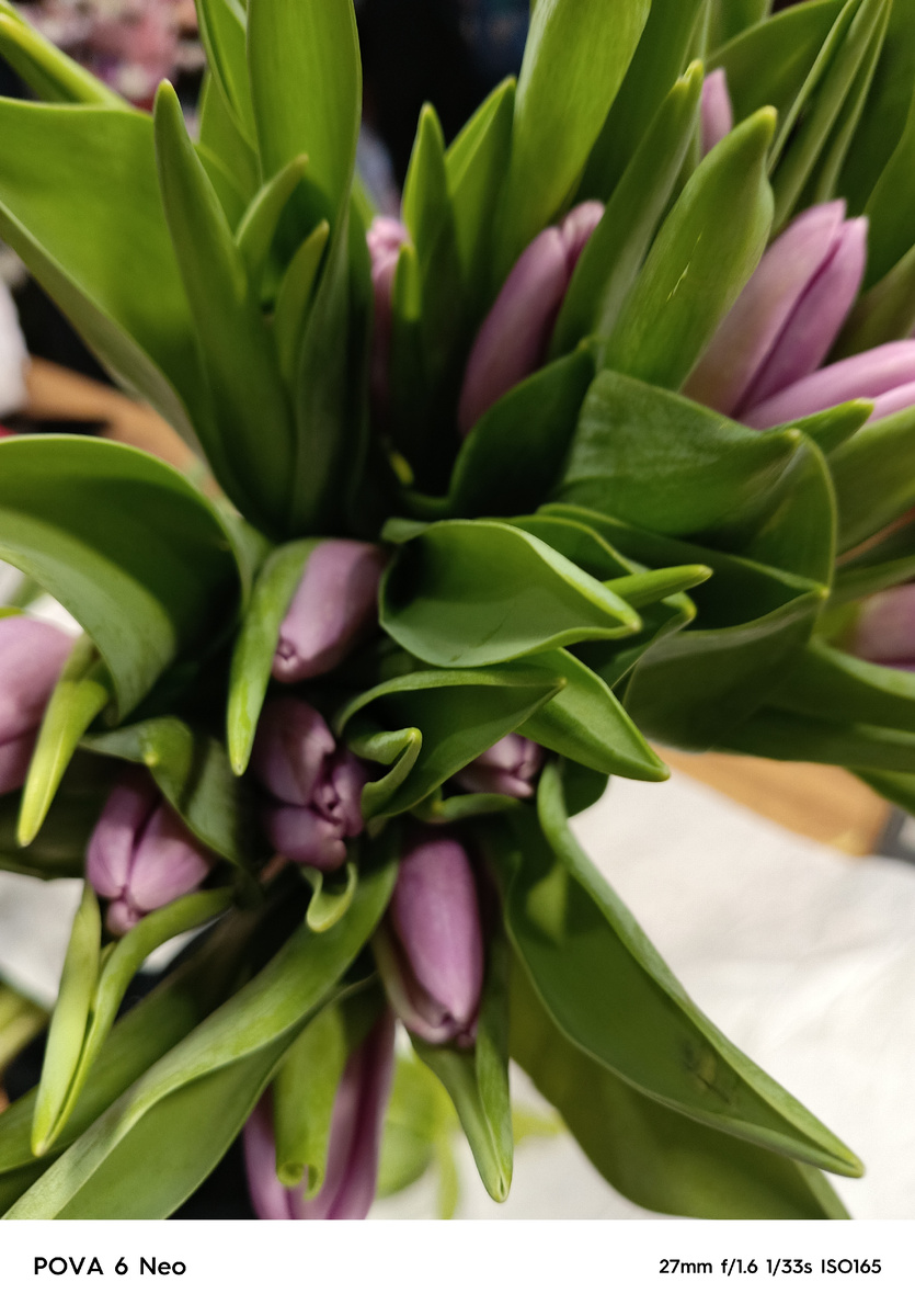 Все чаще начали привозить тюльпаны