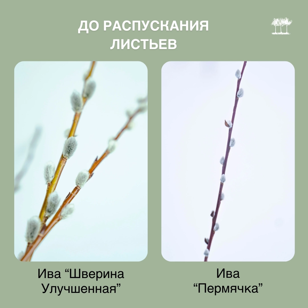 Ивы цветущие до распускания листьев