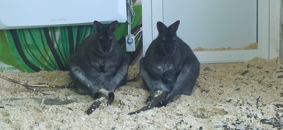 У обеих девочек кенгурята уже в сумках