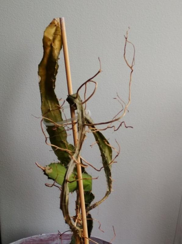 Очень грустный гилоцереус