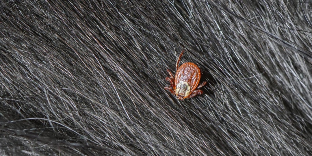 Весна — время клещей: 10 вопросов и ответов об опасных паразитах