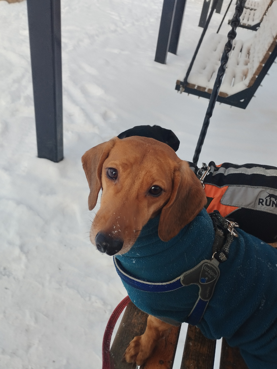 ПеЧеньки на качелях 