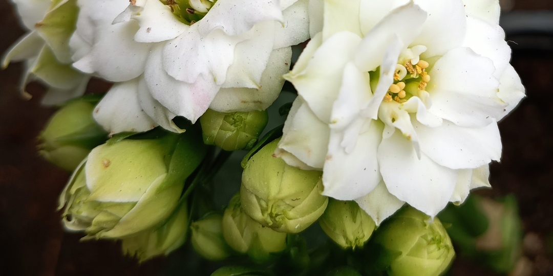 Наш семейный питомник