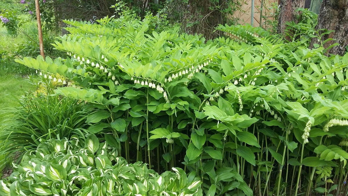 Купена в компании хост и лилейников