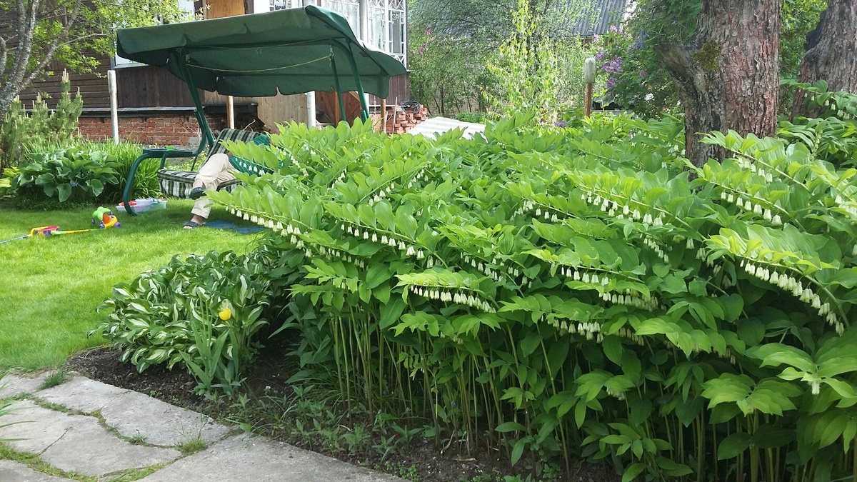 Цветение купены в июне