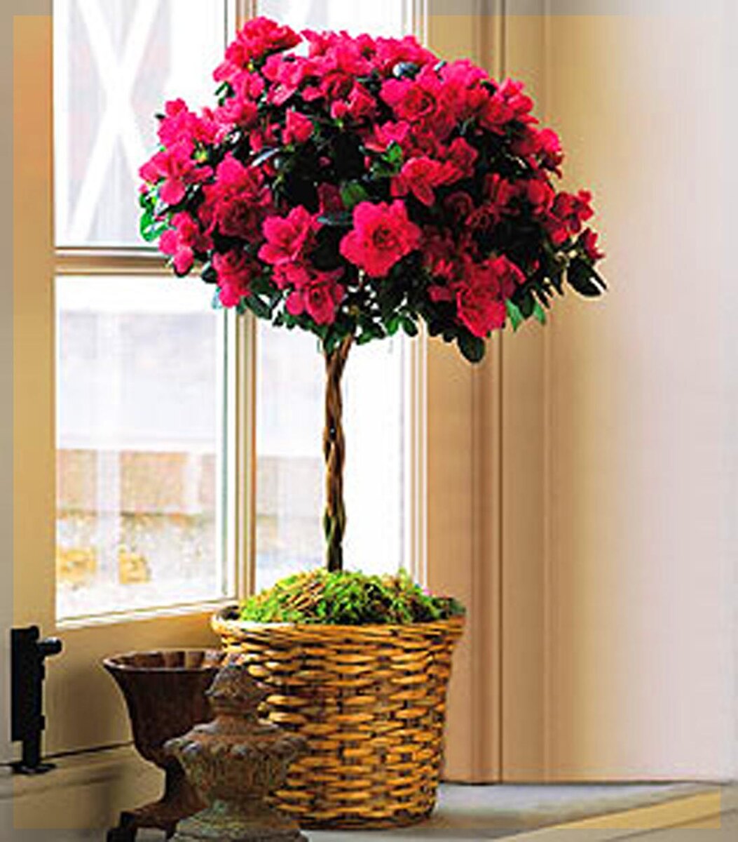 Что за штамбовое растение, угадает кто?)