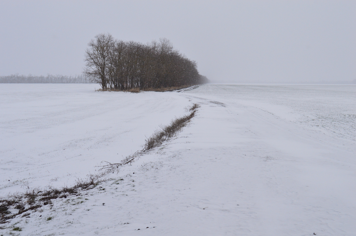 Фото автора. 19.02.2025. Поля агрофирмы покрытые снегом. 
