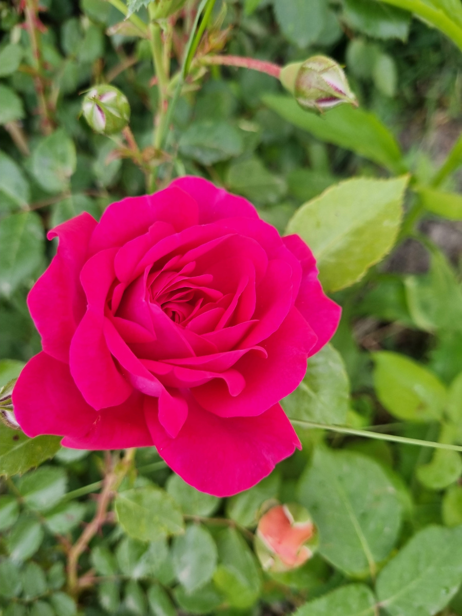 Роза плетистая, май 2024