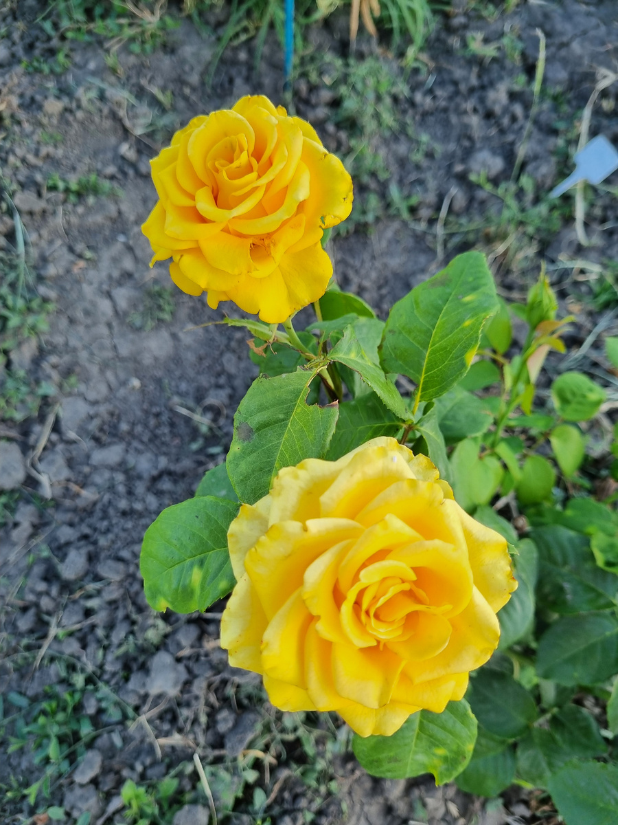 Роза кустовая, "чарльз какой-то там", не помню название. Но цвела шикарнейше!