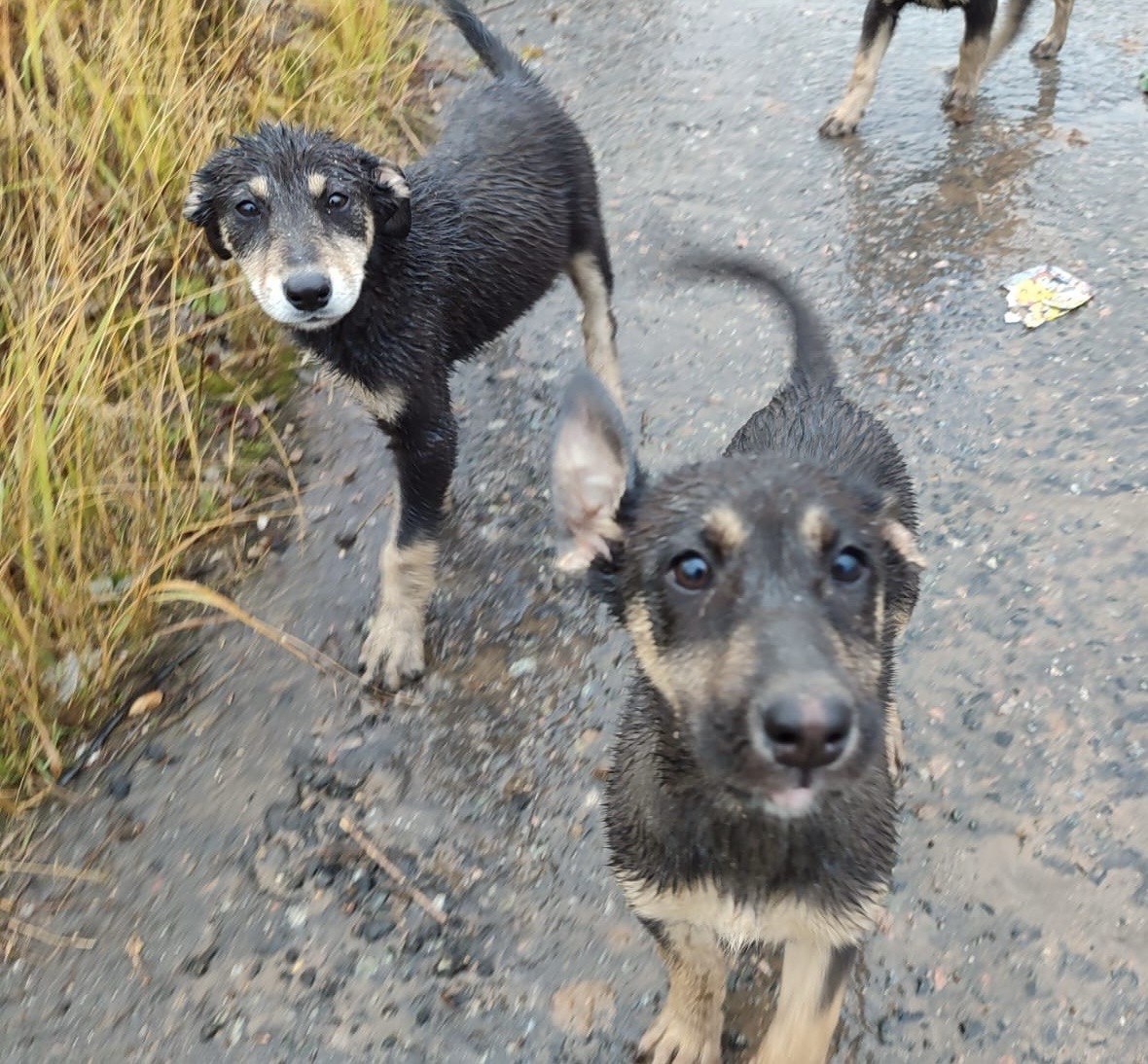 Вот такими нас нашли, мокрыми и голодными