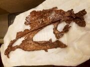 череп Dilophosaurus wetherilli, образец (UCMP 77270)