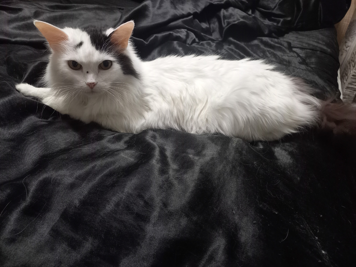 Королевишна