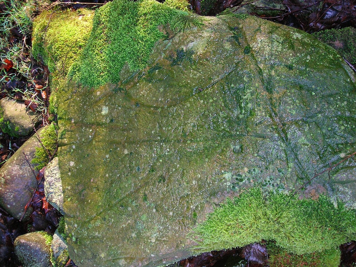 Вертикальная глубокая бороздка оставлена плугом - так называемая плужная метка.