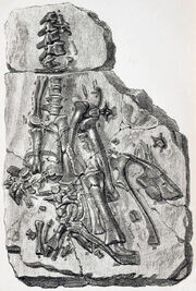 Мейдстоуновский образец, 1834 год.