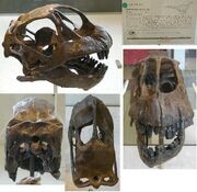 Первый череп камаразавра (образец AMNH 467)