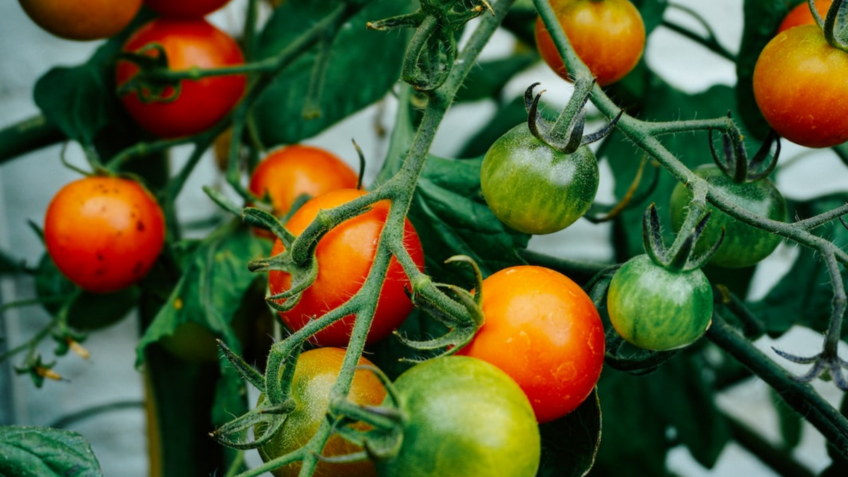 Помидоры на грядке.