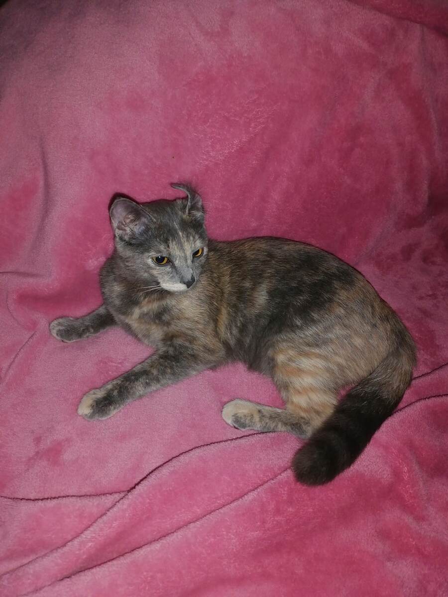 У Муси здесь такое же лицо, как у меня, когда я читаю коммментарии. Фото автора 