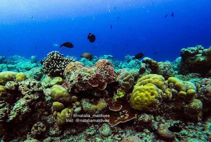 Риф в отеле Reethi Beach.