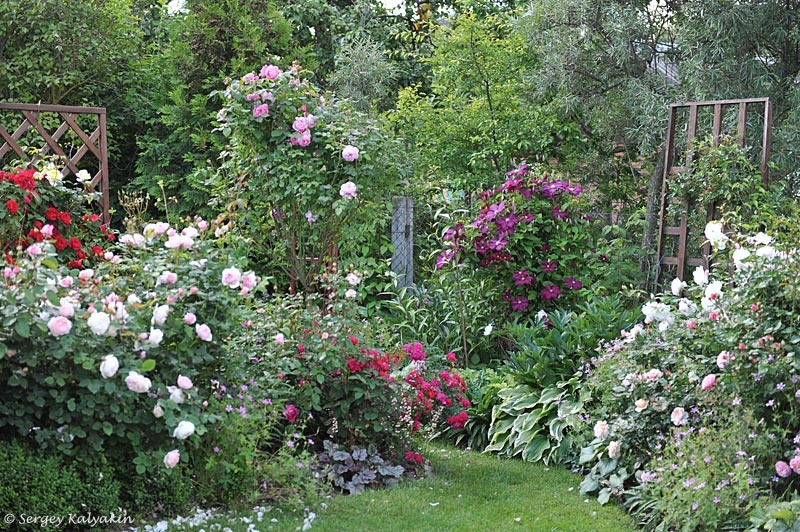 1. Сад Юлии Тадеуш, Беларусь