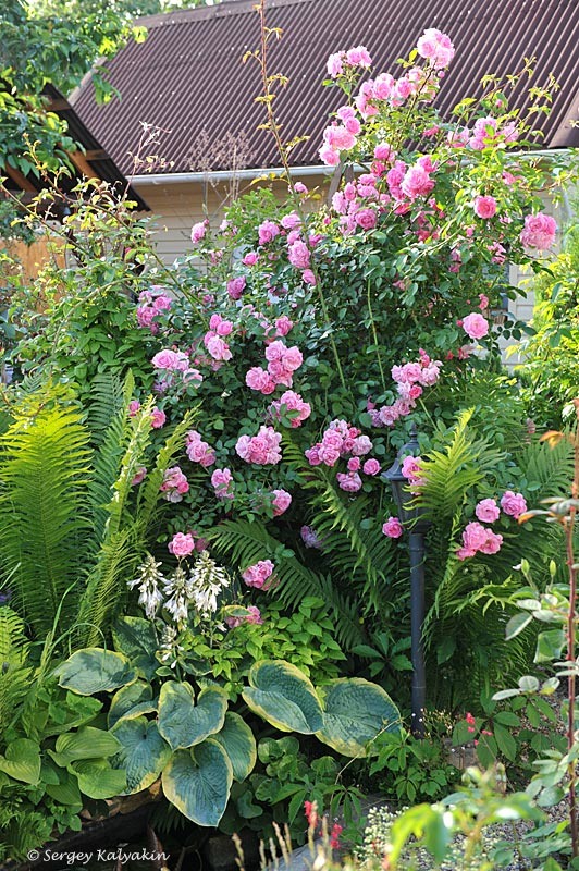 2. Сад Владимира Царёва, Беларусь. 2 фото, листайте