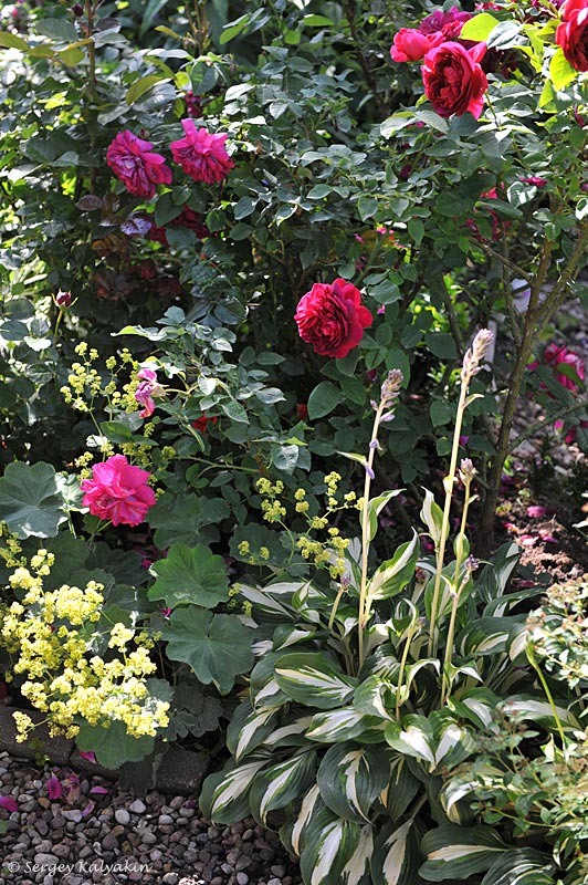 3. Сад Юлии Тадеуш, Беларусь