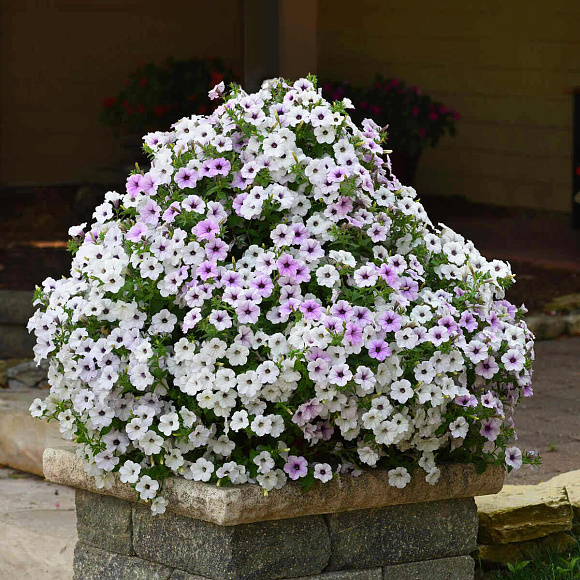 Петуния Tidal Wave Silver.