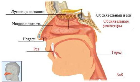 Иллюстрация работы обонятельных рецепторов.