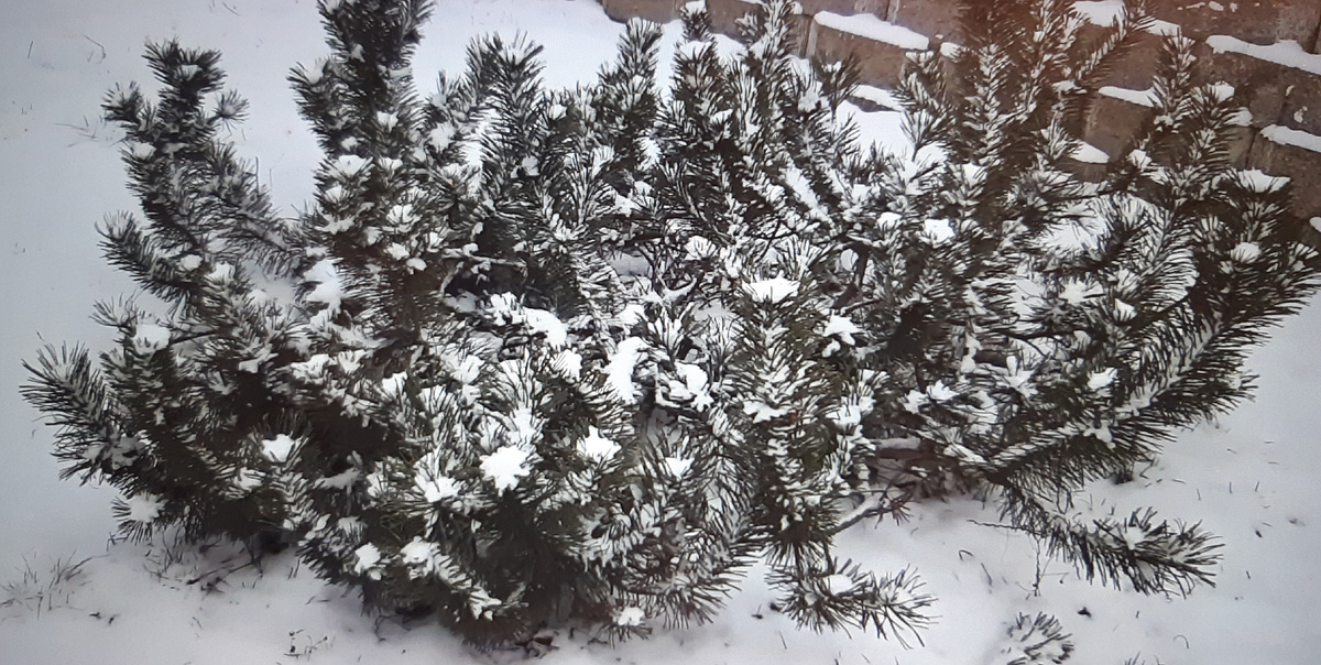 Черная сосна. Февраль 25 г.