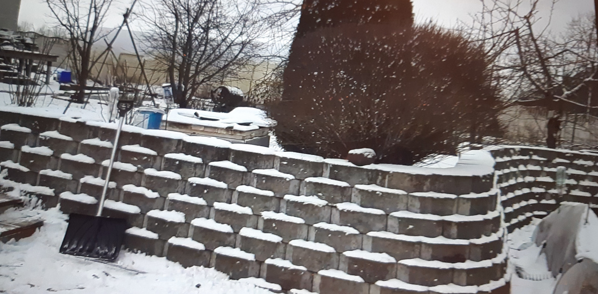 Снега нет. Чуть припорошило землю. Февраль 25 г.