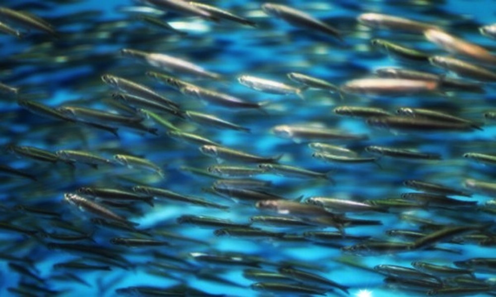 Килька водится в наших морях.
