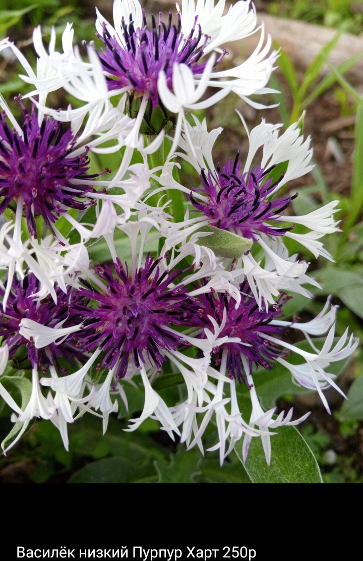 Фото из огорода.