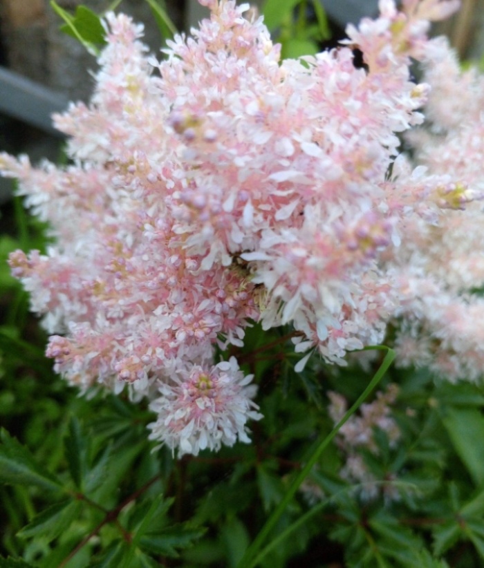 Фото из огорода.