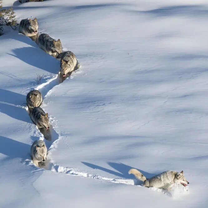 Истинный лидер — это тот, кто прокладывает путь не ради славы, а ради семьи