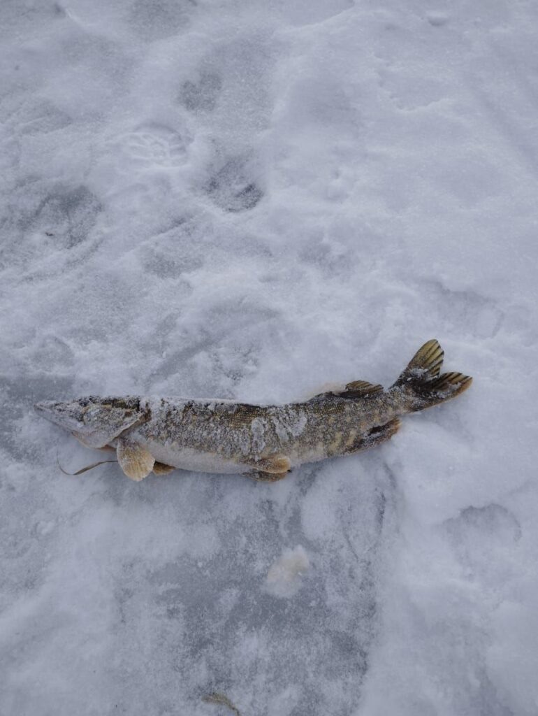 Зимняя рыбалка щуки.