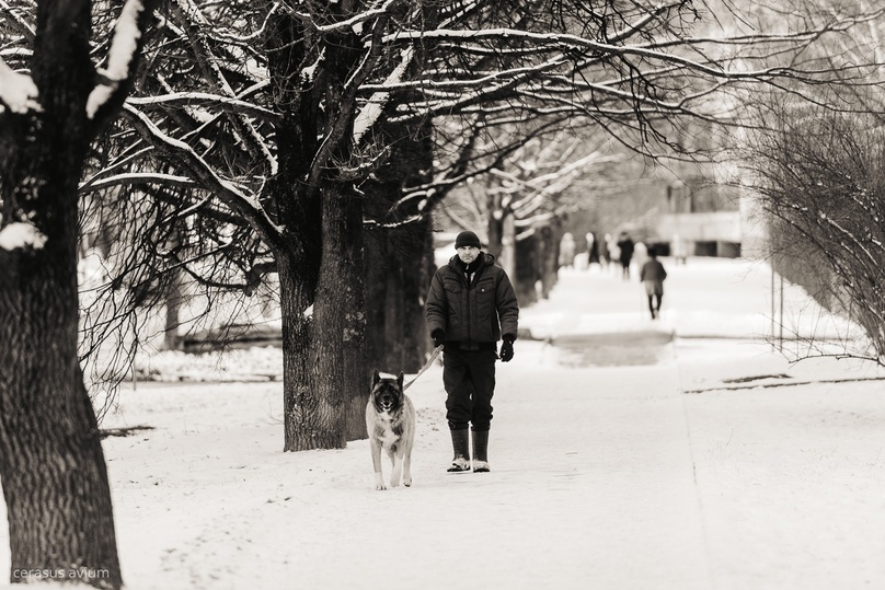     Фото: cerasus avium