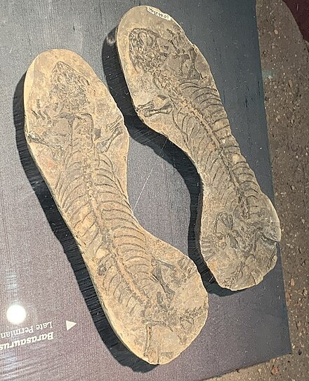 Голотипы баразавра.