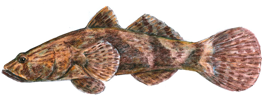 Oxyeleotris marmorata