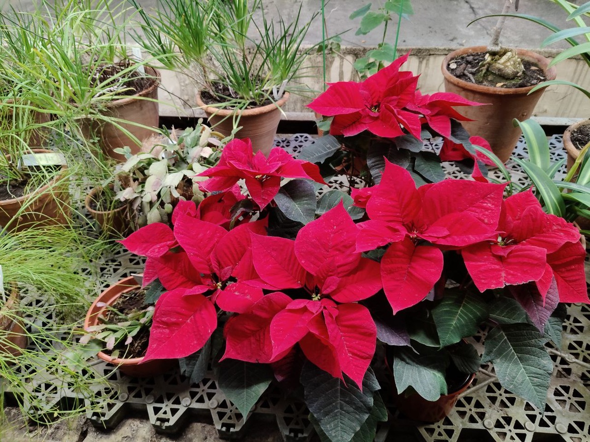 Пуансеттия