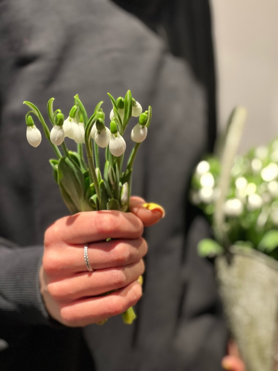 На фото: белые подснежники в феврале