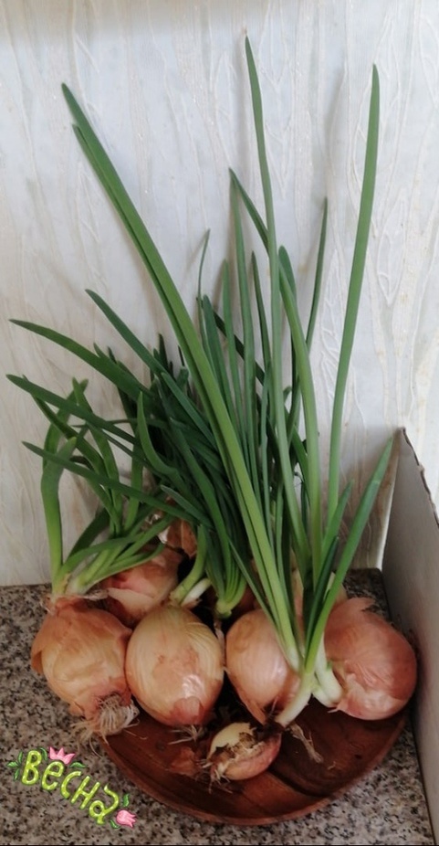 Фото Т.В.К.  Лучок сам за себя всё решил и заколосился!