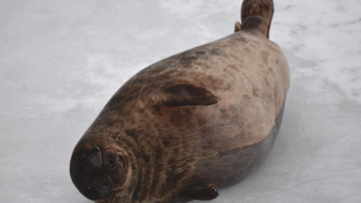    Фото: Фонд друзей балтийской нерпы