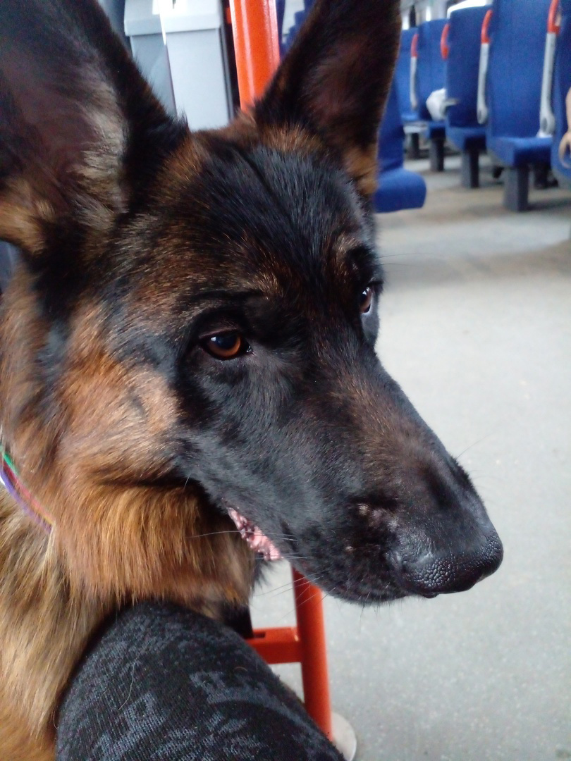 Едем домой, 10 декабря 2024 года. Фото автора. 