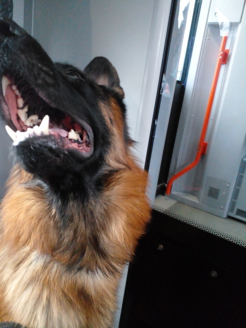 Едем домой, 10 декабря 2024 года. Фото автора. 