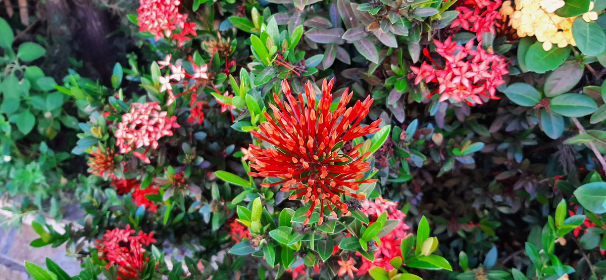 Цветы на вилле.