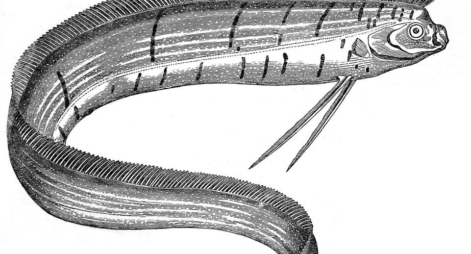    Mary Evans Picture Library / Global Look Press