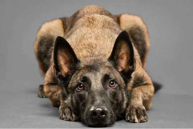 Да-да, всё так и было! Собачечка знает, о чём говорит))